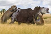 Smilodon attack