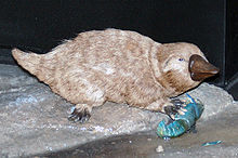 Steropodon