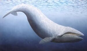 Cetotherium