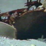 File:Horseshoe crab.jpg