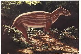 Hyracotherium