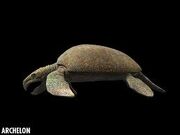Walking with archelon