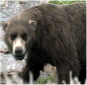 200px-Ursus