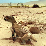 Diictodon bbc-1-