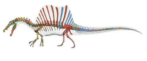 2014 Spinosaurus Skeleton
