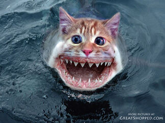 24-catshark copy