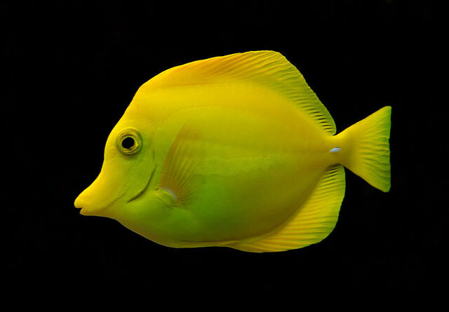 File:YELLOW TANG.jpg