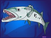BARRACUDA