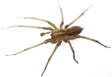 Uggilon