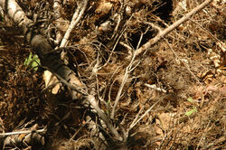 Snake-camouflage-1-