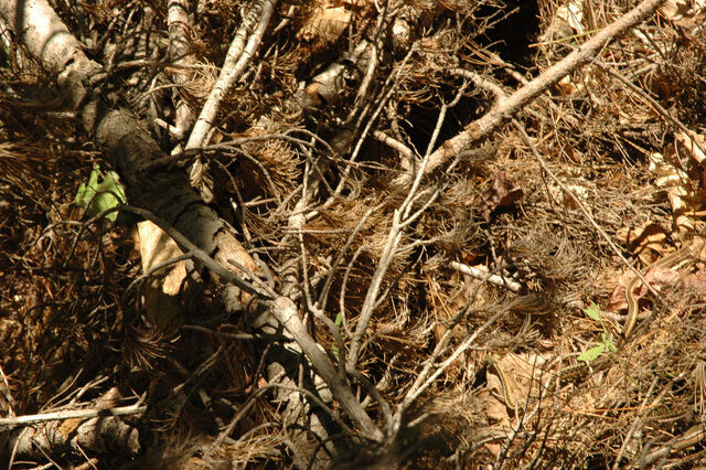 File:Snake-camouflage-1-.jpg