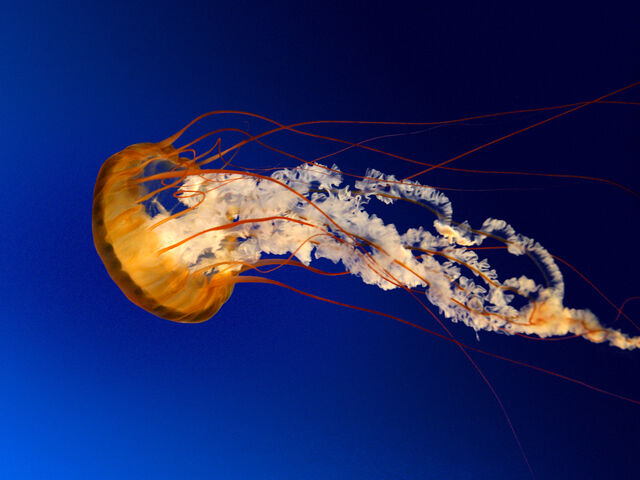 Файл:Jellyfish.jpg