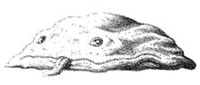 Squig-gob.jpg