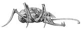 Squig-parasite-hunting.jpg