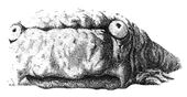 Squig-eating.jpg