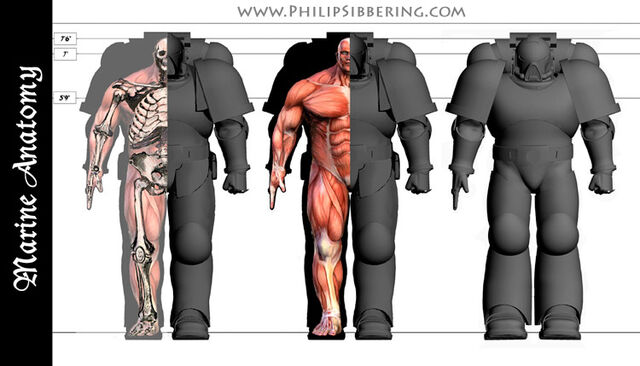 File:PhilipSibberingSpaceMarine size.jpg