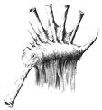 Squig-Squigpipe.jpg