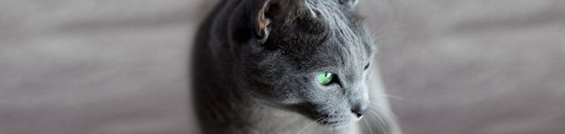 Datei:Greycat.jpg