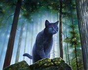 Bluestar3.jpg