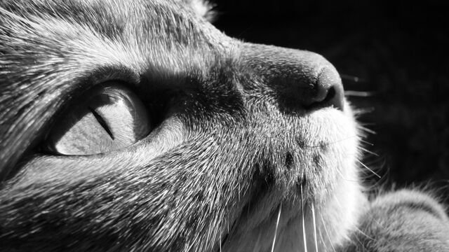 Datei:Katze-close-up-schwarz-wei-augen-gesichts-katzen-foto-360087.jpg