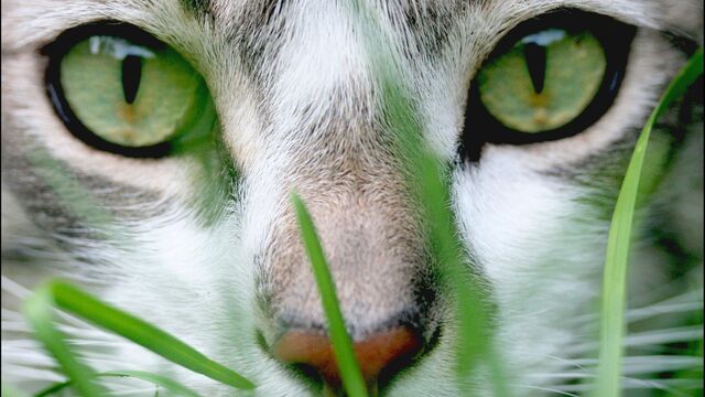 Datei:Green-cat-eyes-1920-1080-7803.jpg
