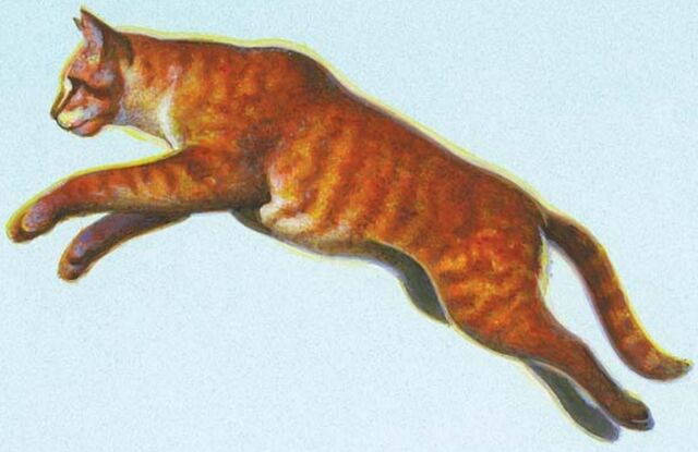 Datei:CCSquirrelflight.jpg