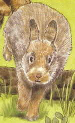 Kaninchen.png