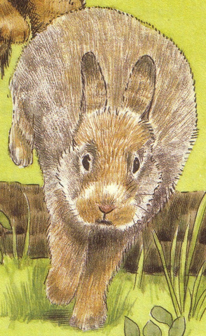 Datei:Kaninchen.png