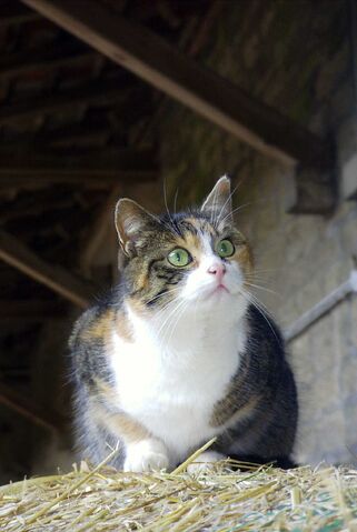 Datei:08-01-10-Katzen11.jpg