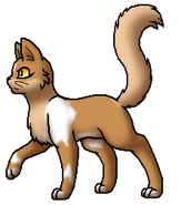 Warrior Cats Doestar Warrior Cats Doestar