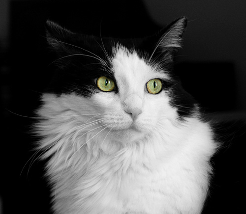 File:Ternwhisker life.jpg