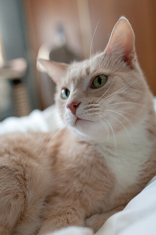 File:Rosefang.jpg