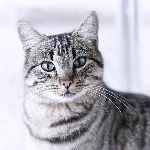 File:Hazel.life.jpg