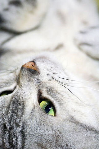 File:Seedfur.jpg