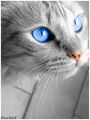 Thumbnail for version as of 15:33, September 17, 2011