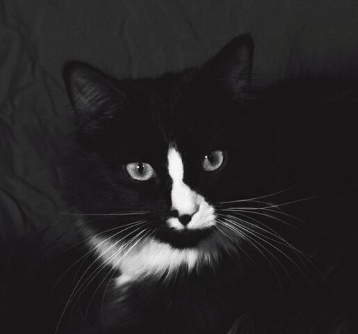 File:Obsidianhawk.jpg