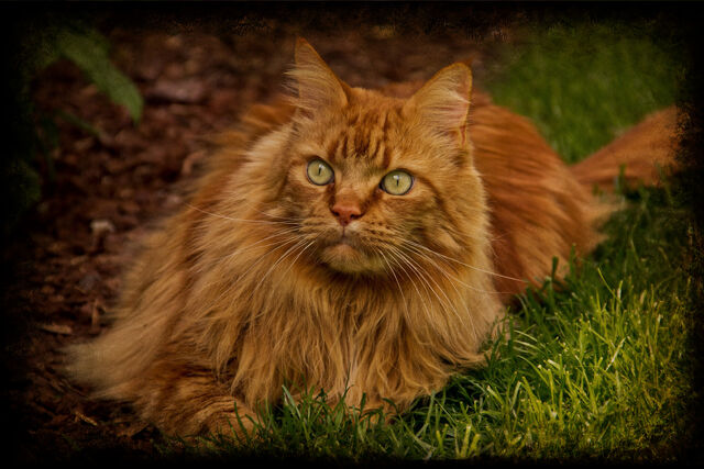 File:Redclaw.life.jpg