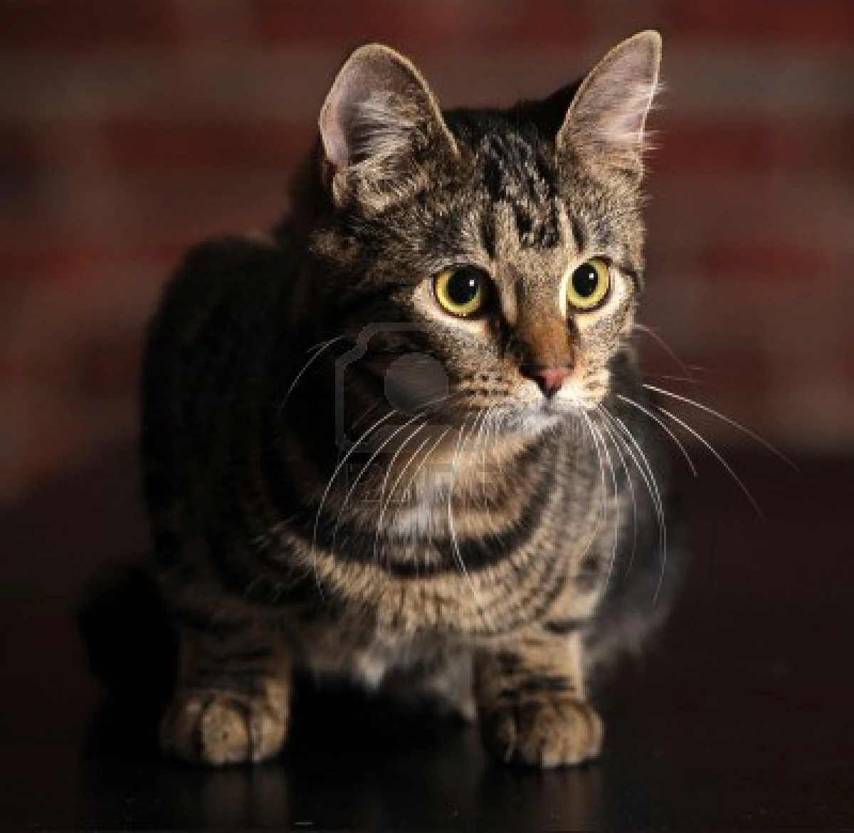 Image 16856075mackereltabbycat.jpg Warriorcatclansrp Wiki