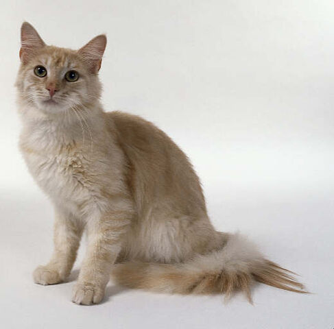 File:Freyja.jpg