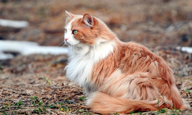 File:Grell Cat.png