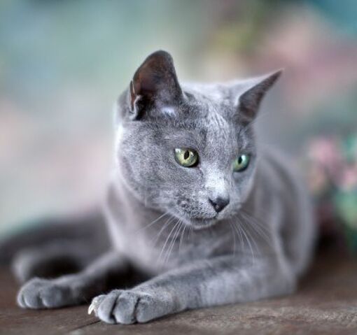 File:Russian-blue-cat-7.jpg