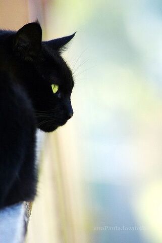 File:Duskshadow.jpg
