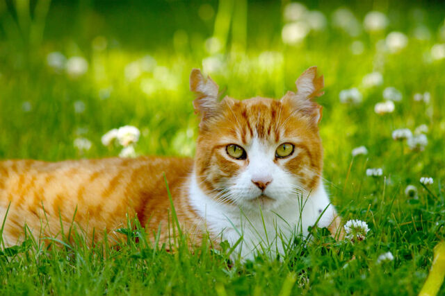 File:Fox.jpg