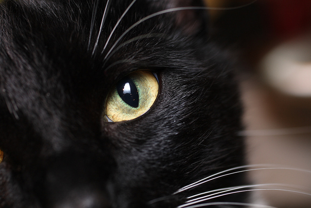 File:Sootclaw life.jpg