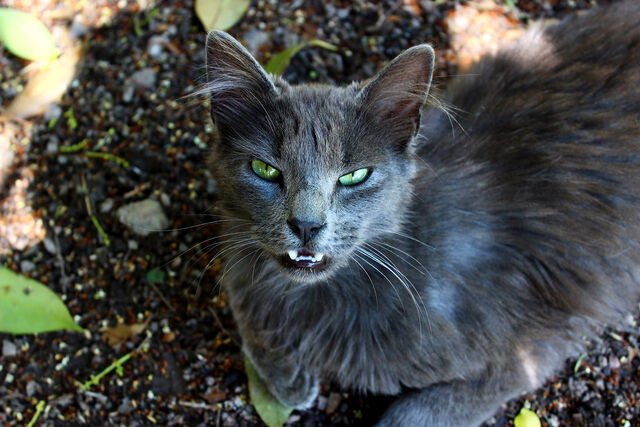 File:Firwhisker life.jpg
