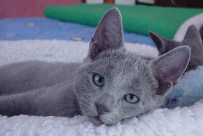 File:Wishkit.life.jpg
