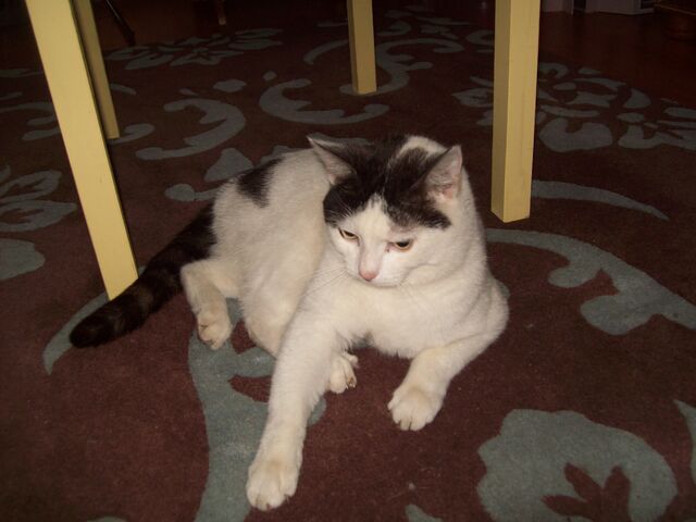 File:Rocky.jpg