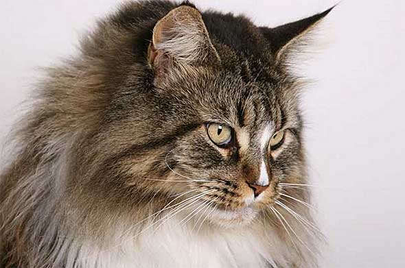 File:Tommy.life.jpg