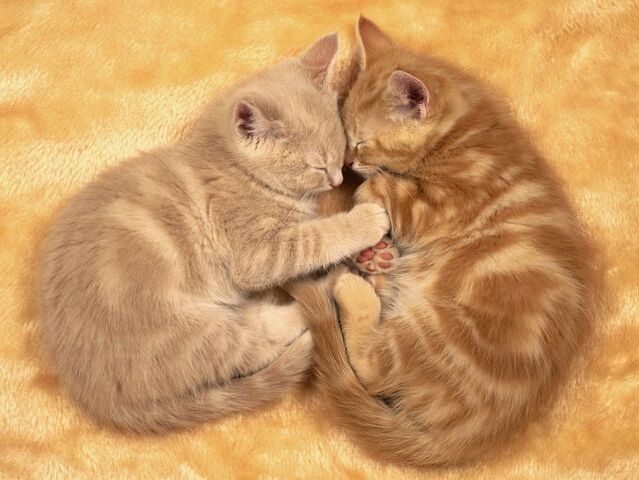 File:Phesantkit and Mousekit.jpg