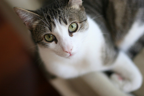 File:Skypaw life.jpg
